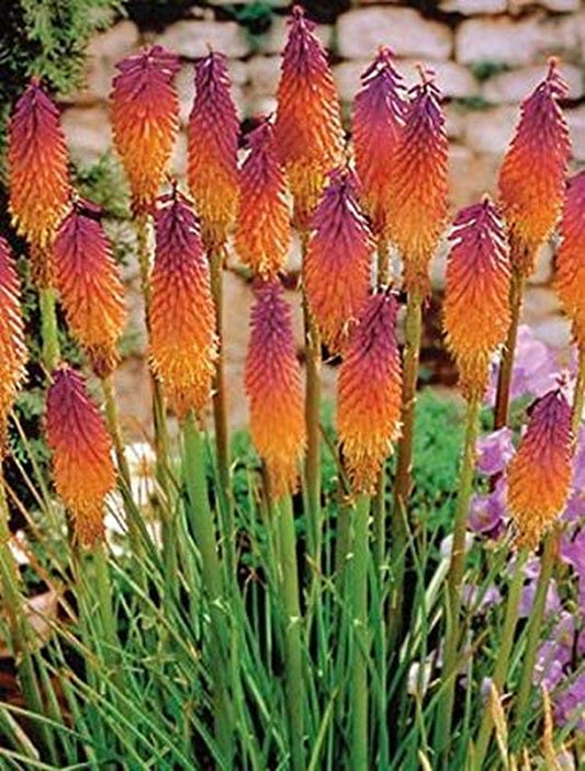 Orange Purple Hot Poker Seed, 25 Seeds