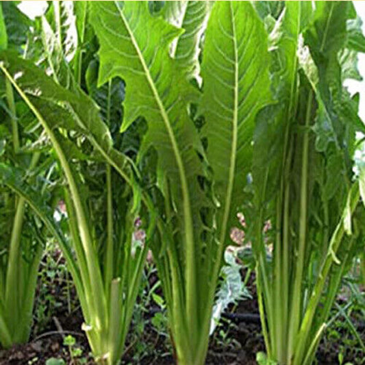 300 Seeds Catalogna Emerald Endive Seeds Italian Dandelion Chicory Green - Organic Fresh Seeds for Home and Garden - Live Seeds for Planting