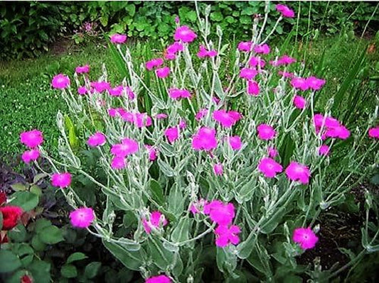200 ROSE CAMPION Magenta Silver Catchfly Lychnis Silene Coronaria Flower Seeds
