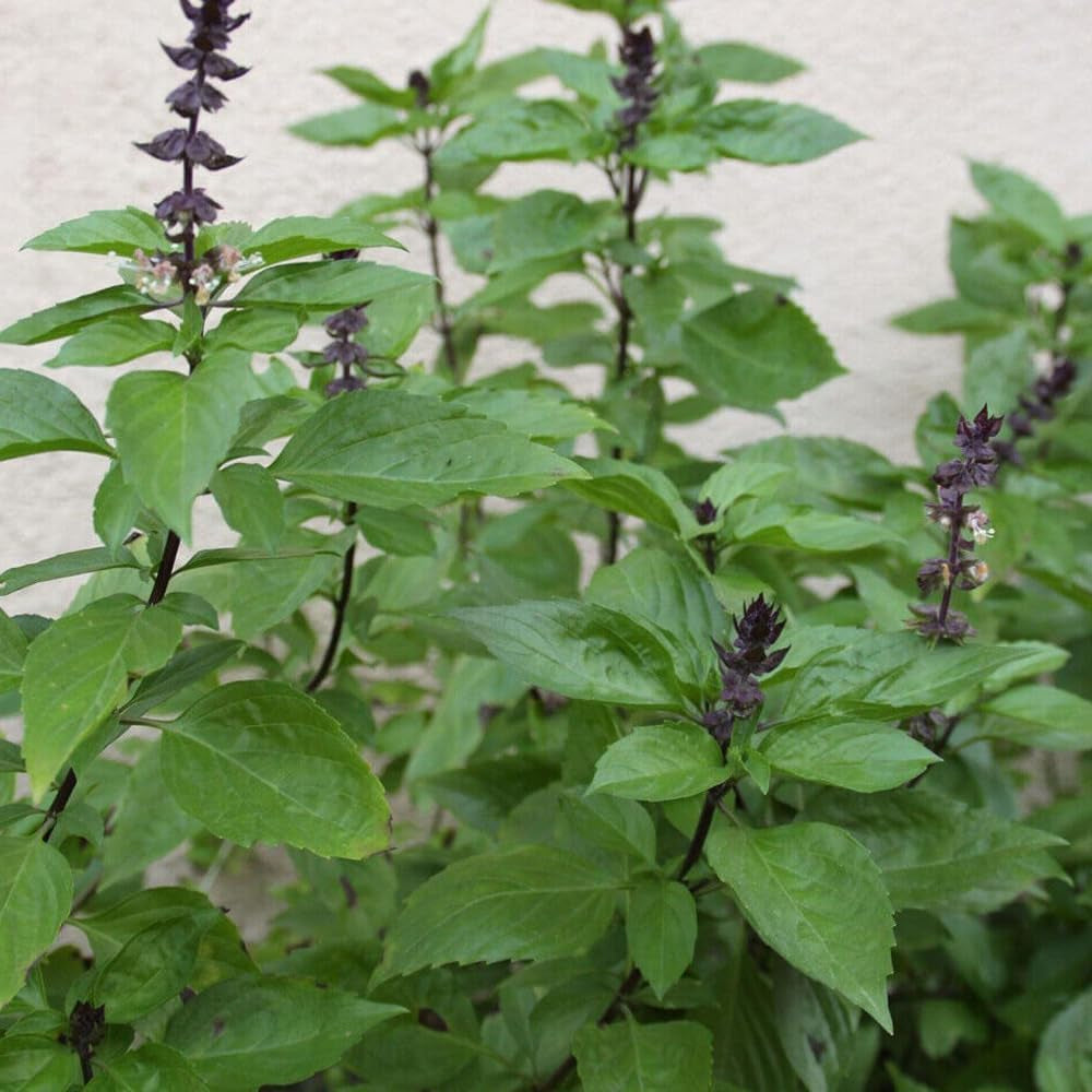 100 Seeds Thai Basil Seeds Khmer Chi Neang Voang Jiu Ceng Ta USA - Organic Fresh Seeds for Planting - Seeds for Home and Garden