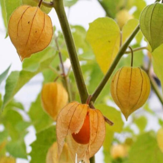 100 Tomatillo Seeds Capegooseberry Chinese Lantern Fruit Golden Ground Berry - Organic Fresh Golden Ground Berry Seeds for Planting - Live Seeds for Home and Garden