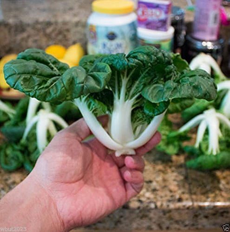 Dwarf Bok Choy or Baby Bok Choy (2000 Seeds) - ASIAN Vegetable