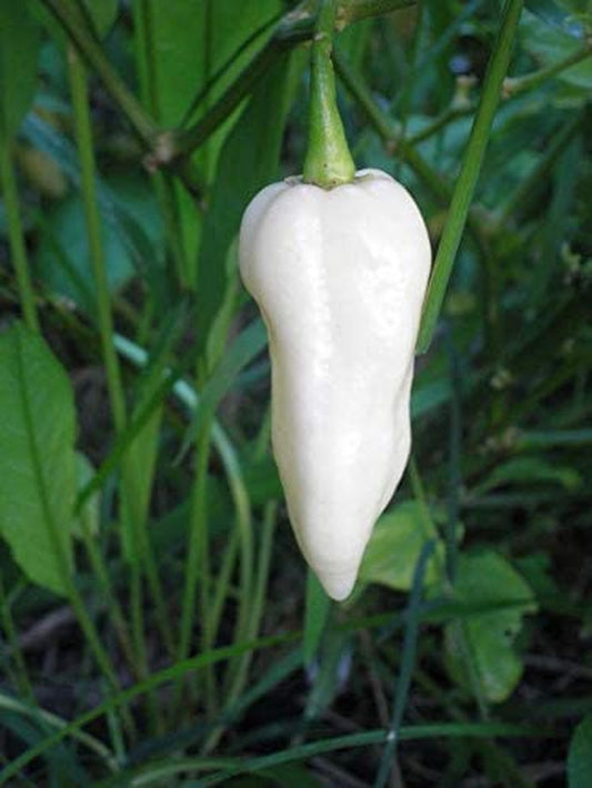Bhut Jolokia, White Ghost Chili Pepper, World'S Hottest Pepper, Capsicum Chinense (Seeds) (10 Seeds)
