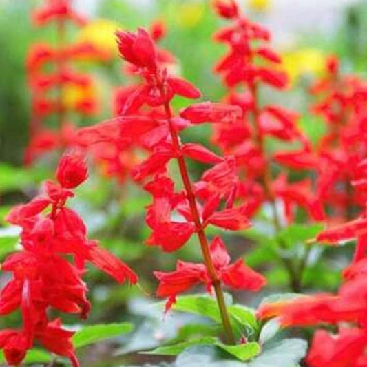 Sage RED Scarlet SALVIA Annual, Perennial Hummingbird Flowers Non-Gmo - 300 Seeds Sage Flower Plant