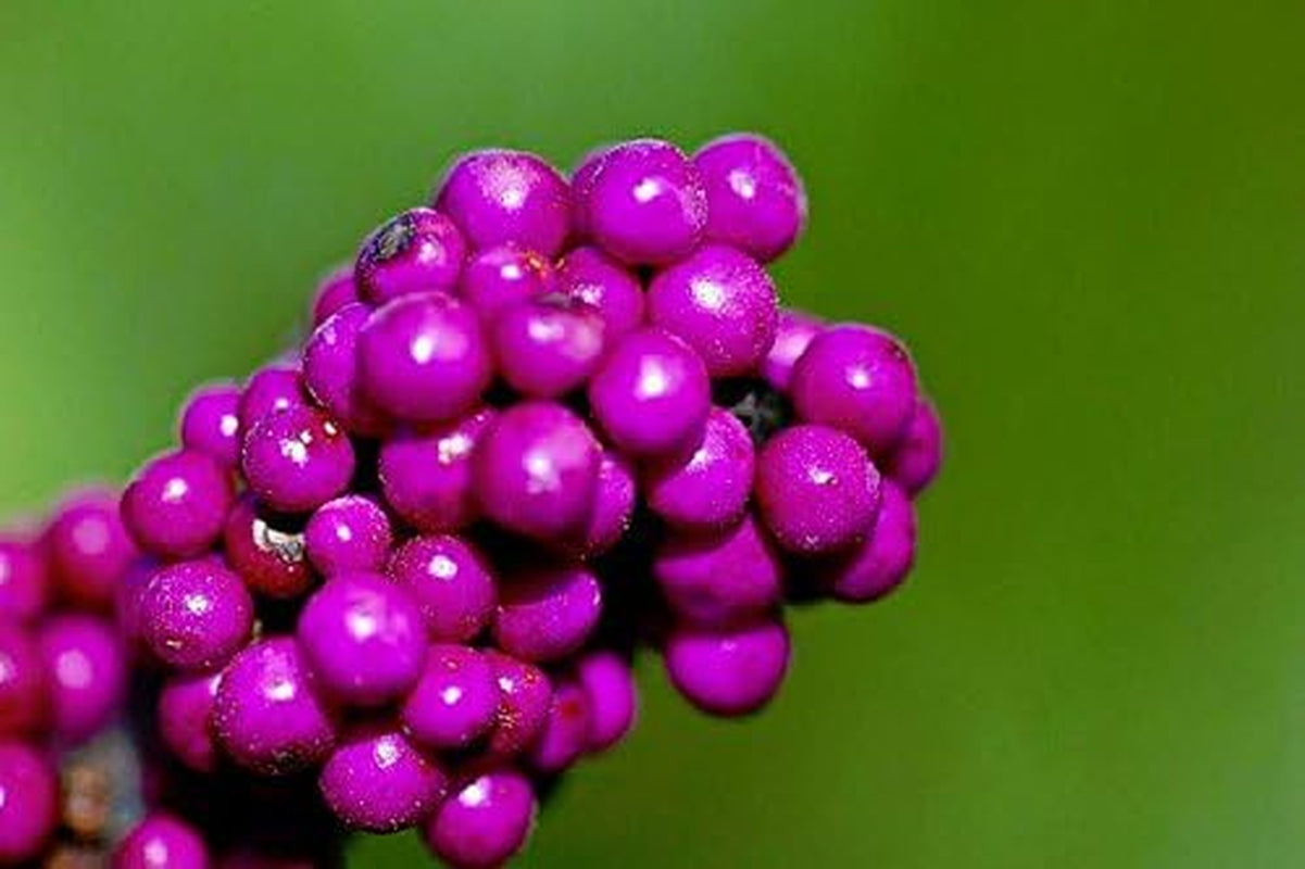 Callicarpa Americana Beautyberry Exotic Florida Native Fruit Bird Seed 30 Seeds