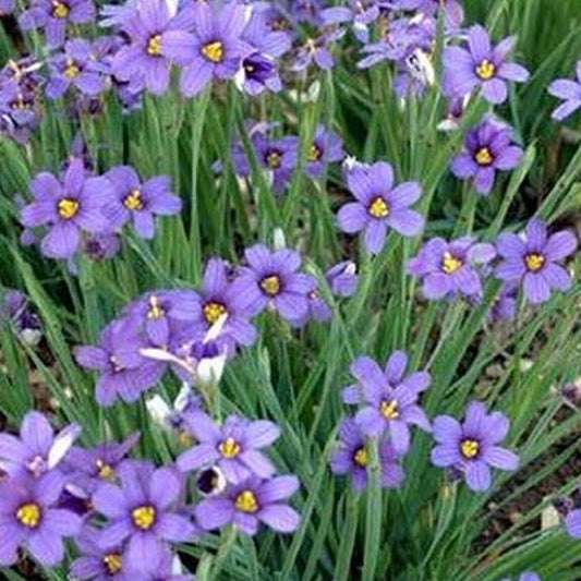 100 Seeds Blue Eyed Grass Flowers - Organic Plant Flowers Seeds for Your Home and Garden - Flowers Seeds for Planting