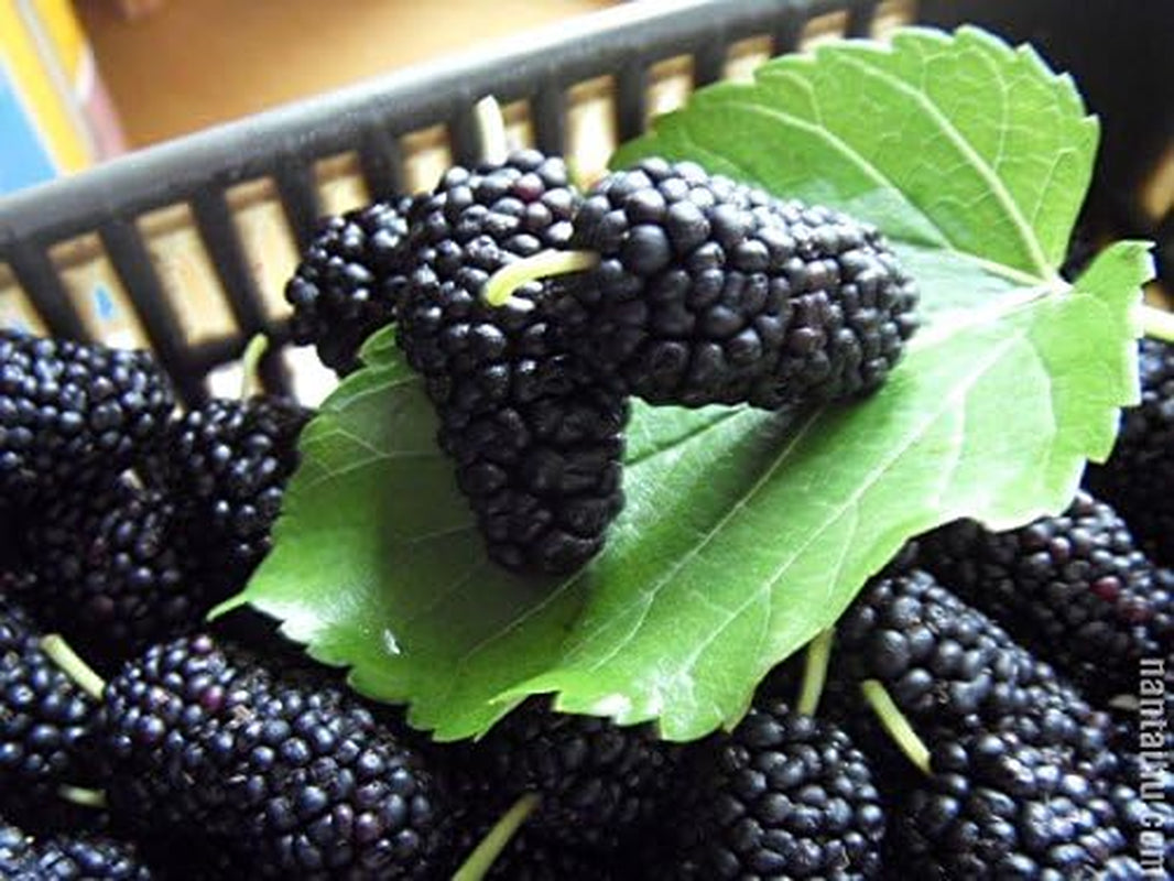 100Nutritious Pre-Stratified Jumbo Thornless Blackberry Seeds, Juicy , Sweet ,Healthy Fruit