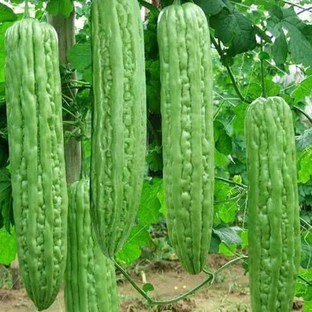 10 Seeds Green Skin Long Bitter Gourd Seeds Bitter Melon Seeds Ku Gua Asian Vegetable - Organic Fresh Seeds for Planting - Seeds Green Skin for Home and Garden