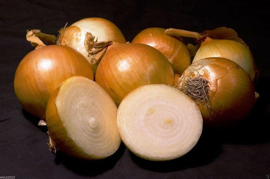 Onion Seed: Texas 1015Y Super Sweet (Slicing) Onion Seeds Fresh Seed (100+ Seeds)