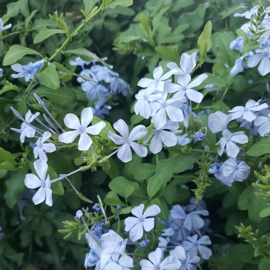 Flower California Blues 30 Seeds, Cape Plumbago Imperial Blue, Auriculata - Organic Fresh Seeds for Planting - Live Seeds for Home and Garden
