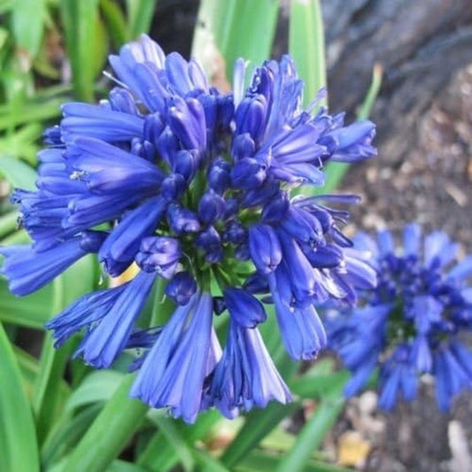 25+ AGAPANTHUS BLUE LILY of the NILE FLOWER SEEDS / PERENNIAL