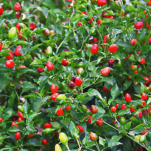 Chile PEQUIN - Bird Eye HOT Pepper Seeds 40 Seeds - Organic Fresh Seeds for Planting - Live Seeds for Home and Garden