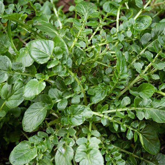 1000 Cress Seeds: Upland Cress, Garden Cress, American Cress, Creasy Green - Organic Fresh Seeds for Planting - Seeds for Home and Garden
