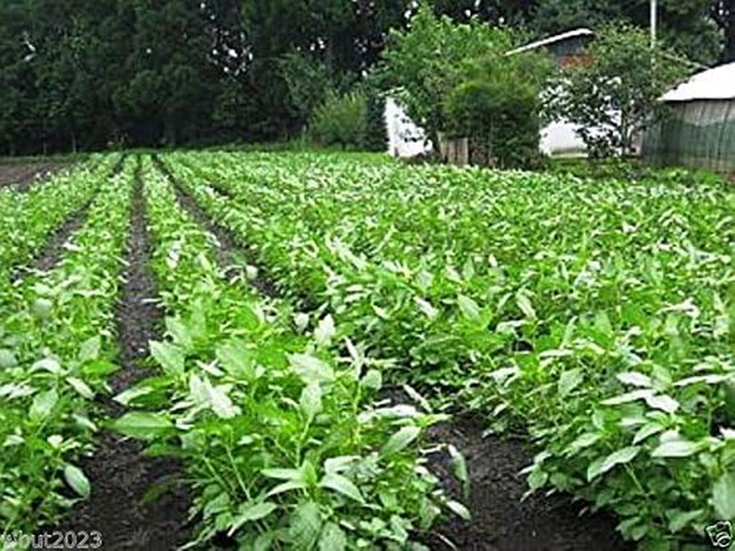 100 Jute Seeds, Egyptian Spinach,Saluyot, Molokhia, Plant Spring or Summer