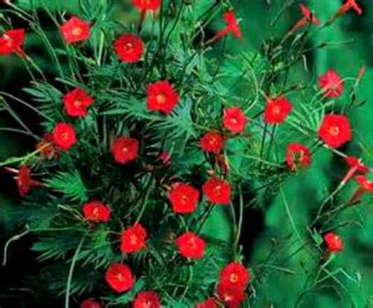 Cardinal Climber Vine - Hummingbirds Love This Vine Jocad (15 Seeds)