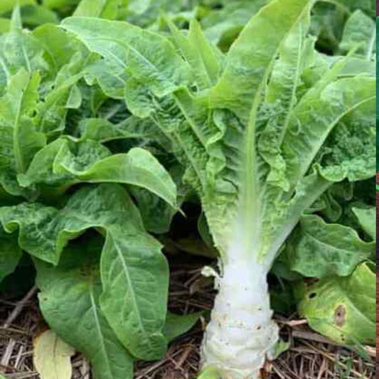 50 Seeds Chinese Lettuce Stem Asparagus Celttuce Celery Luttuce Woju Wosum - Organic Fresh Live Lettuce Seeds for Planting - Seeds for Home and Garden