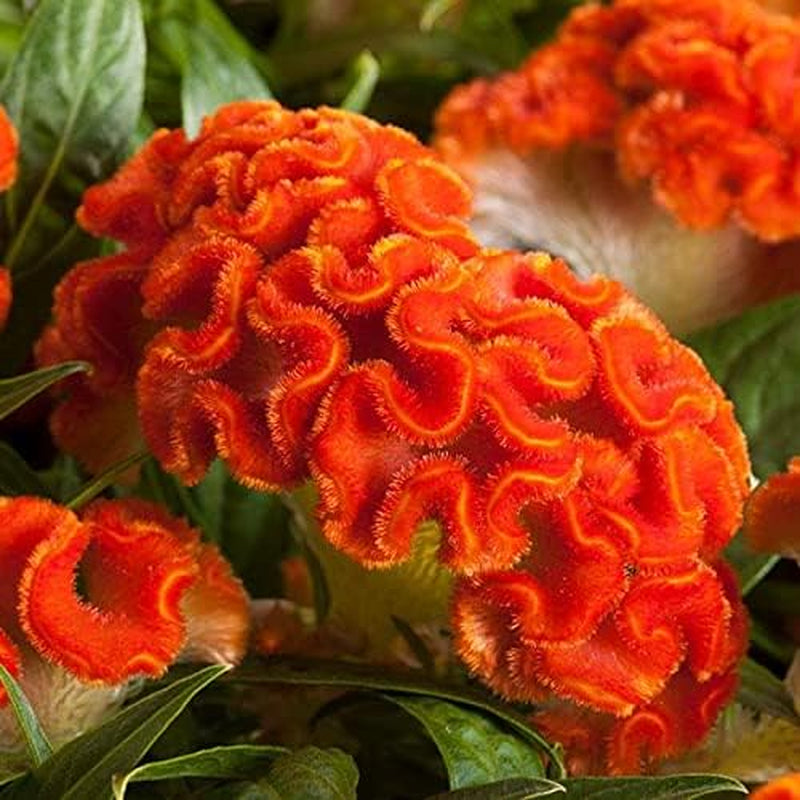 30+ Orange Colored Cockscomb / Celosia Flower Seeds Reseeding Annual
