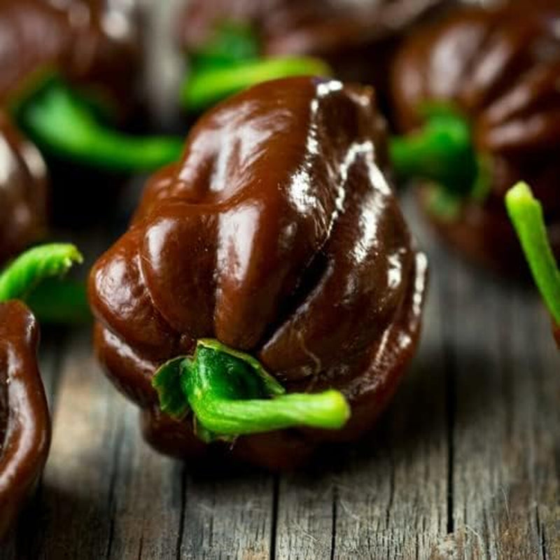 20 Seeds Chocolate Habanero - Capsicum Chinense - 20 Seeds Plant for Your Garden