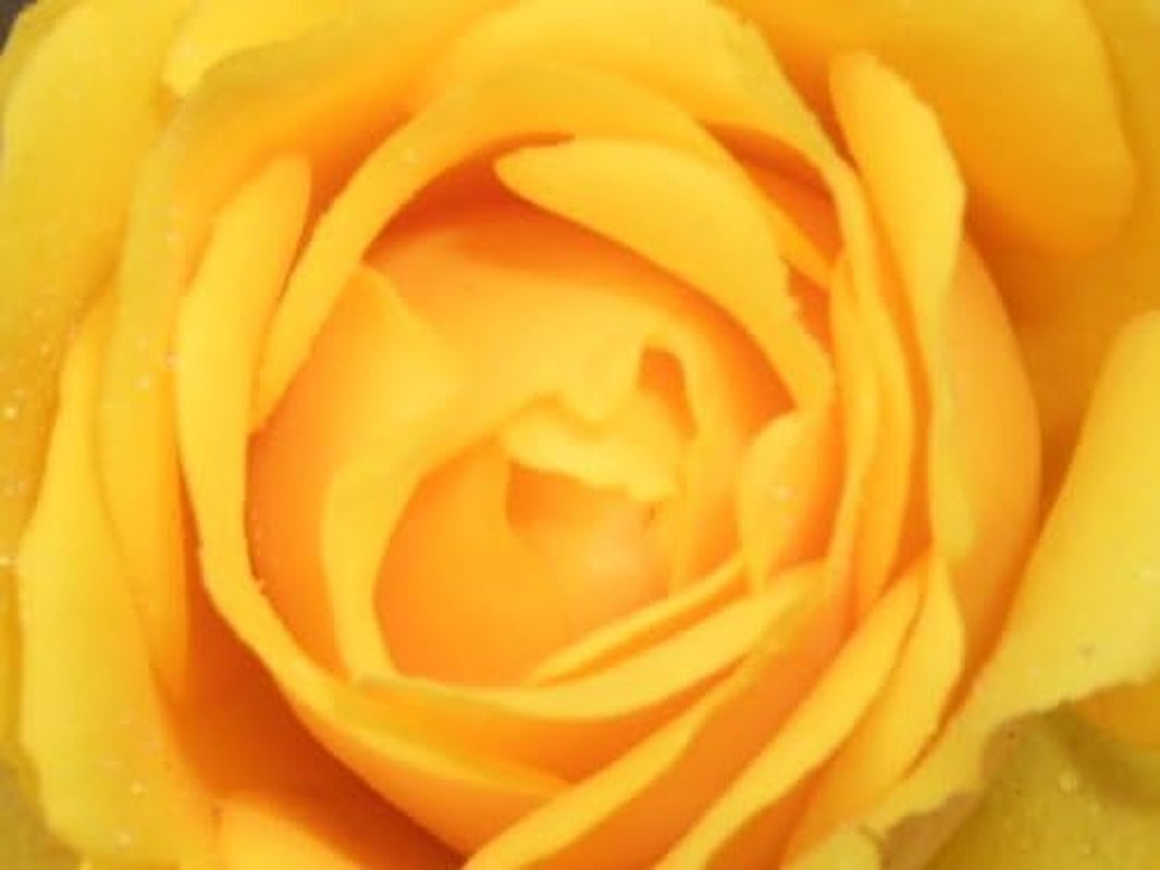 5 YELLOW ROSE Rosa Bush Shrub Perennial Flower Seedscomb S/H