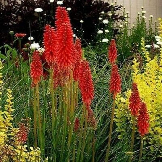 25 Bright Red Hot Poker Torch Lily Flower Kniphofia Uvaria Perennial