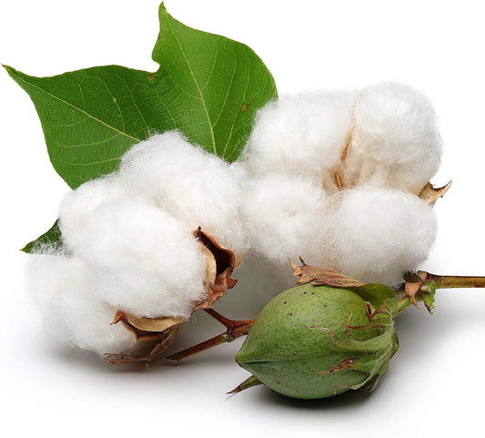 White Cotton 25 Seeds - Gossypium Hirsutum Cotton Plant, Easy Grow Perennial Shrub Upland Cotton, Winter Hardy Showy Flowers Plants, Mexican Cotton Seeds for Growing