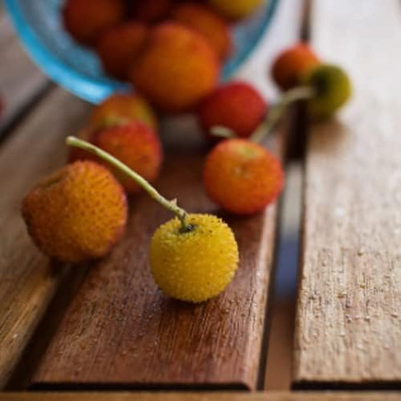 Strawberry Tree Seeds - Arbutus Unedo Evergreen 20+ Seeds Berry Plant for Your Garden