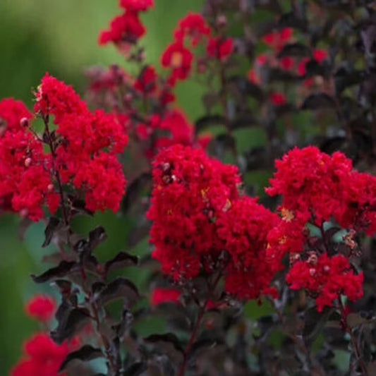 25 Black Diamond Red Crepe Myrtle Seeds - Organic Fresh Seeds for Planting - Live Lack Diamond Red Crepe Seeds for Home and Garden