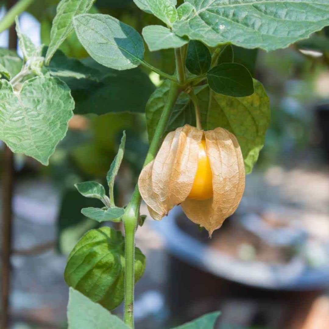 Cape Gooseberry,Giant Poha Berry,100 SEEDS (Physalis Peruviana) ,Ground Cherry