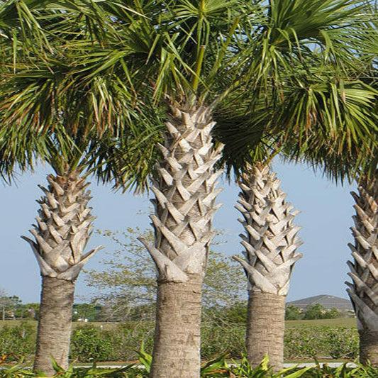 Sabal Palm Tree, Cabbage Palm, Texas Sabal Palmetto Palm, 10 Fresh Seeds - Organic Live Seeds for Planting