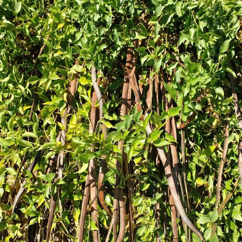20 Seeds Cat'S Claw Creeper Dolichandra Unguis-Cati - Flowers 20 Seeds - Fresh Harvest 2022 Seeds for Garden and Home