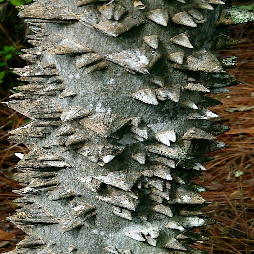 20 Seeds HERCULE'S Club Tree Seeds (Zanthoxylum Clava-Herculis) Prickly Ash Toothache - Organic Fresh HERCULE'S Club Tree Seeds for Planting