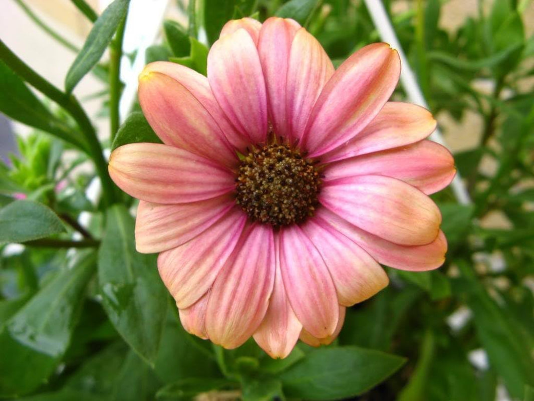 25 SALMON AFRICAN DAISY Dimorphoteca Sinuata Apricot Flower Seedscomb S/H