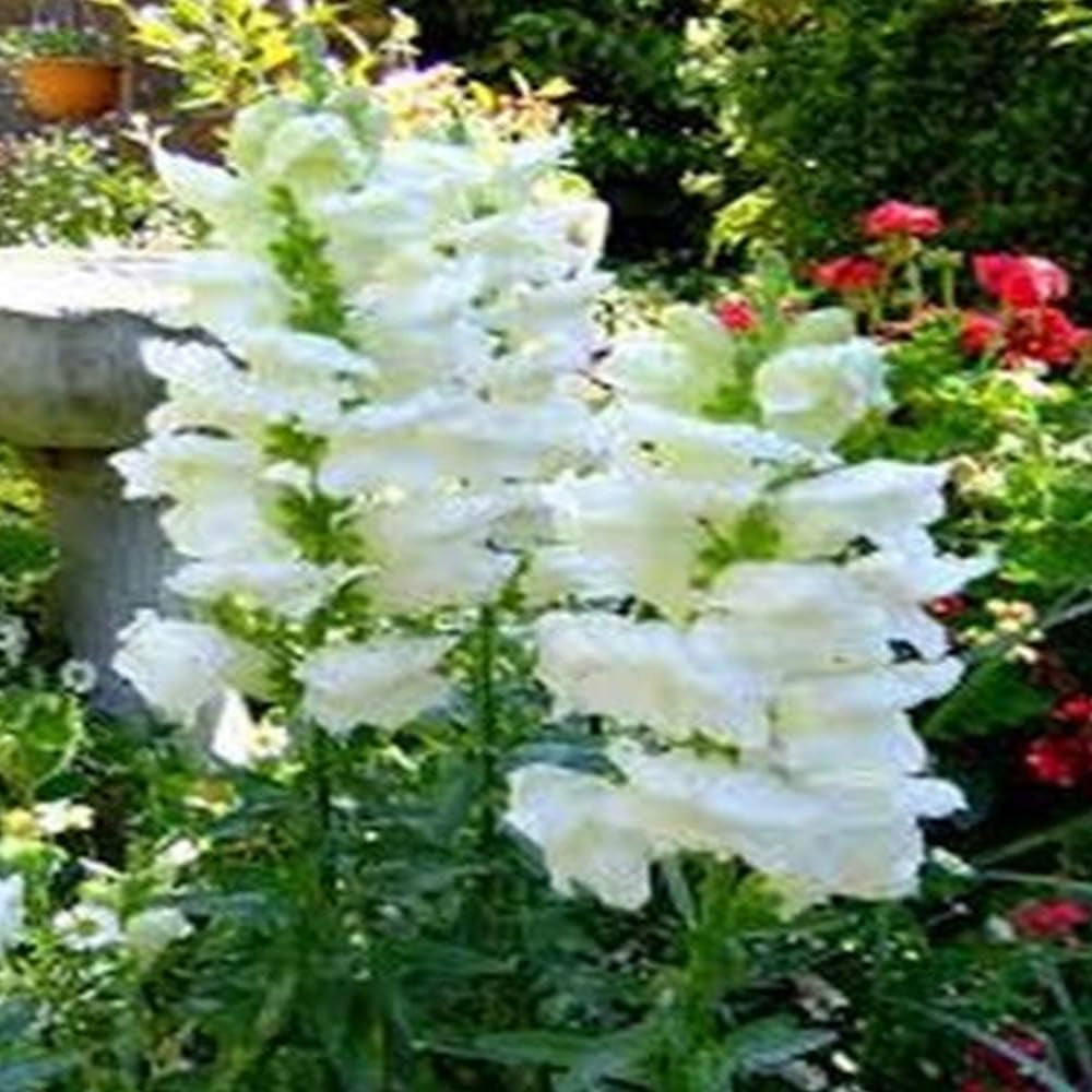 200 Seeds Snapdragon Flowers Snowflake Seeds - Organic Fresh Seeds for Planting - Live Flower Seeds for Home and Garden