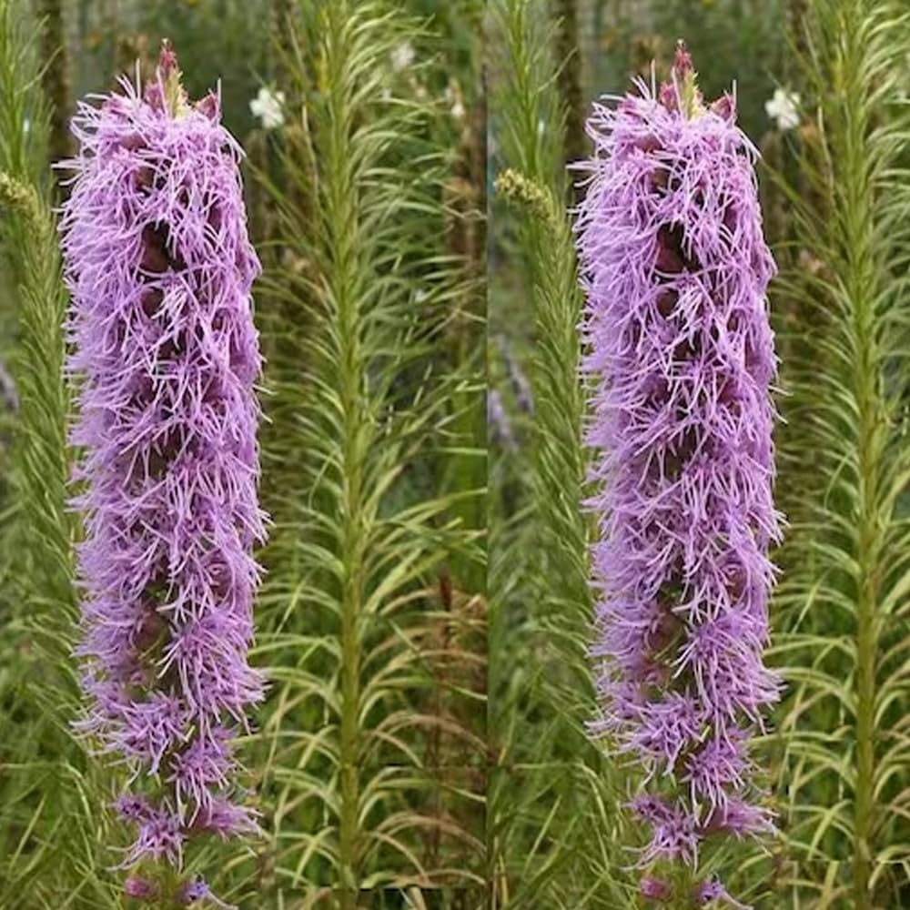 Marsh Blazing Star Wildflower 1000 Seeds - Liatris Spicata - Organic Fresh Seeds for Planting - Live Seeds for Home and Garden