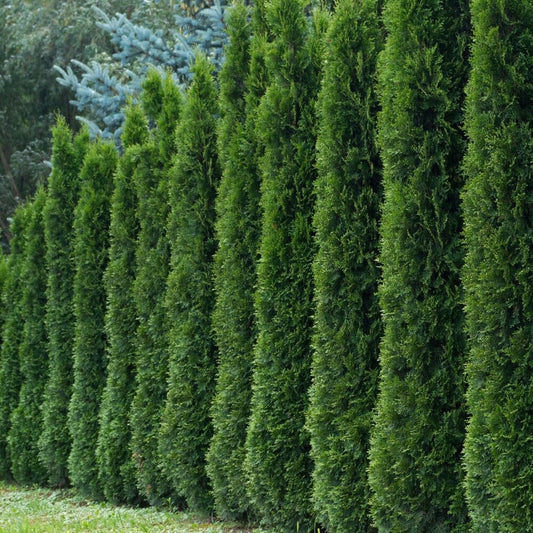 50+ Thuja Tree Seeds - Thuja Occidentalis - White Cedar Arborvitae - Organic Fresh Seeds for Planting - Live Seeds for Home and Garden