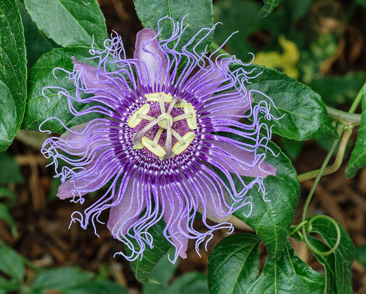 5Pcs Passion Flower (Passiflora Incarnata), Plant Exotic Passion Fruit Seeds Passiflora Edulis for Home Garden 5