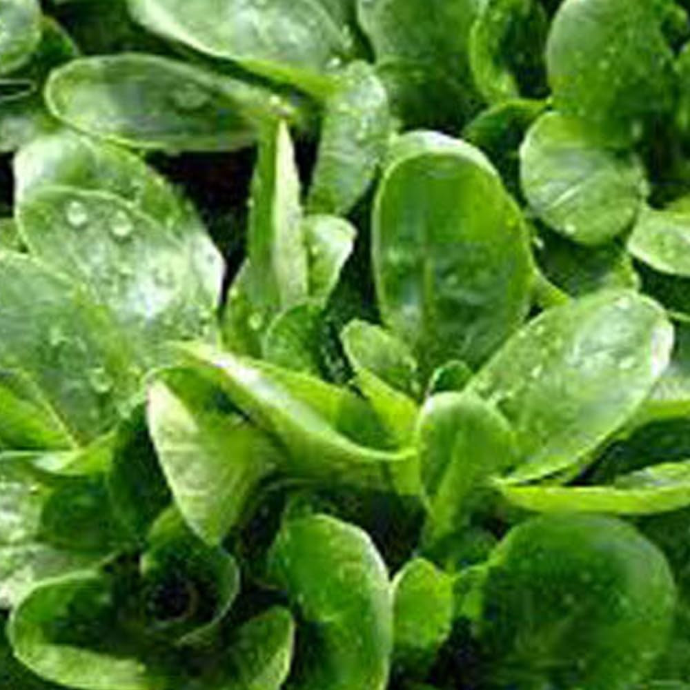 500 Seeds Dutch Corn Salad Seeds Lamb’S Lettuce Mache Vegetable USA - Organic Fresh Seeds for Planting - Live Seeds for Home and Garden
