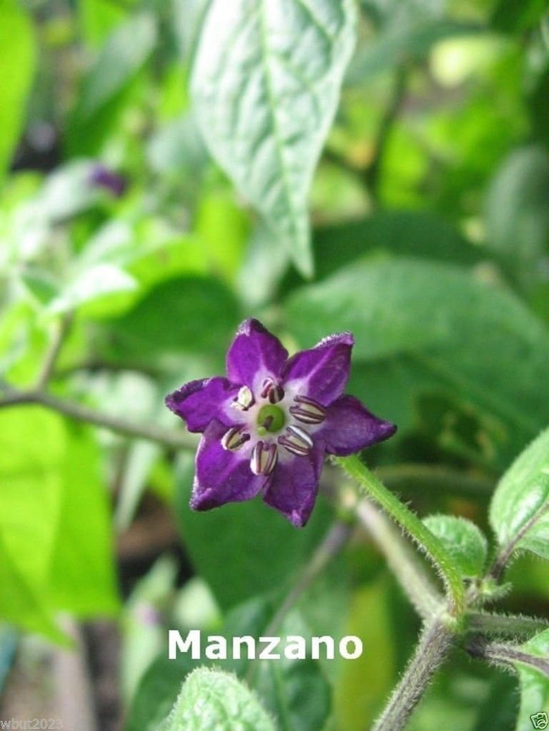 Rocoto Chili Seeds,Yellow Mazano, Apple Chilli (20 Seeds) Can Live over 15 Years