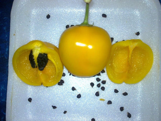 Rocoto Chili Seeds,Yellow Mazano, Apple Chilli (20 Seeds) Can Live over 15 Years
