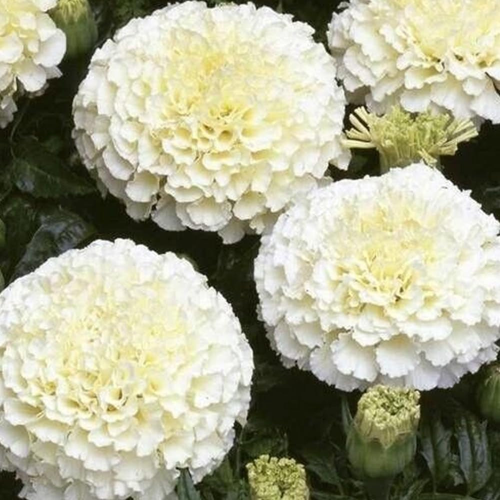 50 Seeds Eskimo White African Marigold Flower - Organic Live Seeds for Planting - Flower Fresh Seeds for Home and Garden