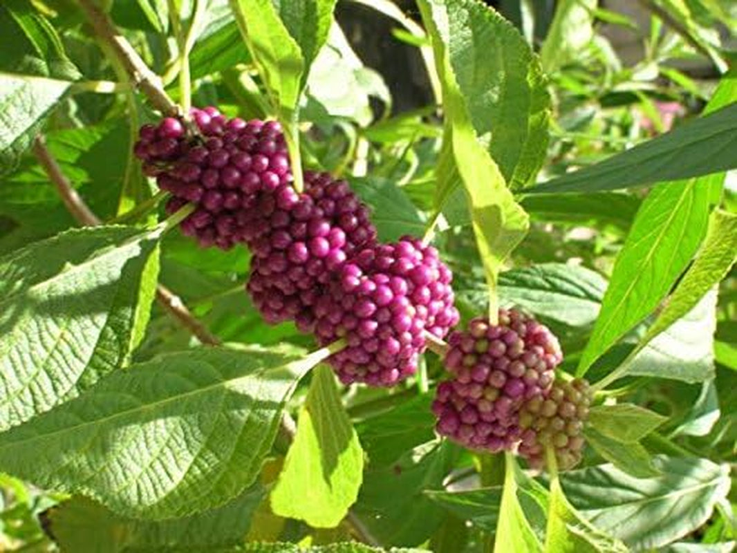 Callicarpa Americana Beautyberry Exotic Florida Native Fruit Bird Seed 30 Seeds