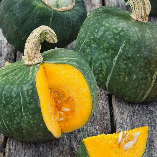 Buttercup Squash 20+ Count Seeds - Green Pumpkin Asian Japanese Kabocha Vegetable Seed 2023 - Organic Fresh Seeds for Planting - Live Seeds for Home and Garden