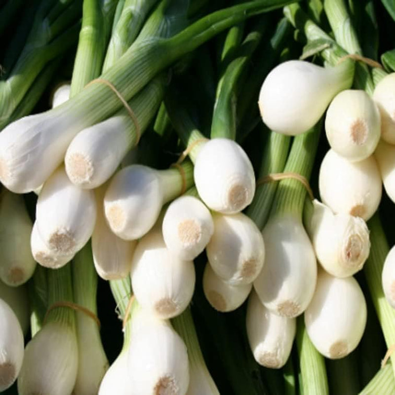 200+Seeds Green Onion Evergreen White Bunching Onion - Organic Allium Cepa Heirloom Non-Gmo 200+Seeds Planting Vegetable Seed
