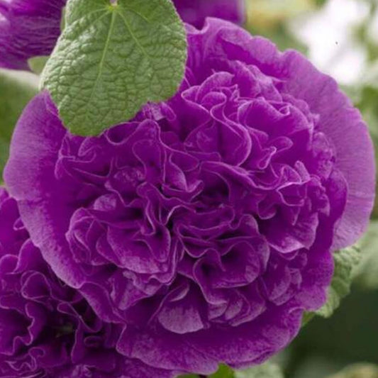 25 Seeds Hollyhock Purple Double Flowers Garden - Organic Fresh Seeds for Planting - Live Seeds for Home and Garden
