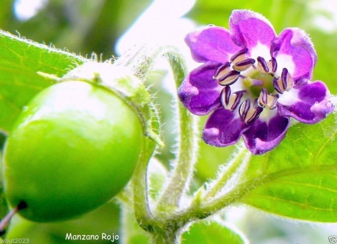 Rocoto Chili Seeds,Yellow Mazano, Apple Chilli (20 Seeds) Can Live over 15 Years