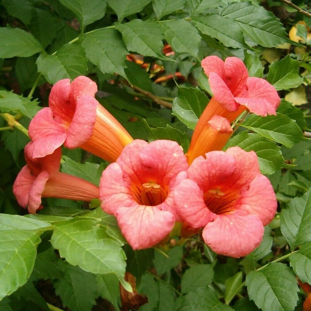 60 Seeds Trumpet Creeper, Trumpet Vine - Campsis Radicans - Organic Fresh Seeds for Planting - Live Seeds for Home and Garden