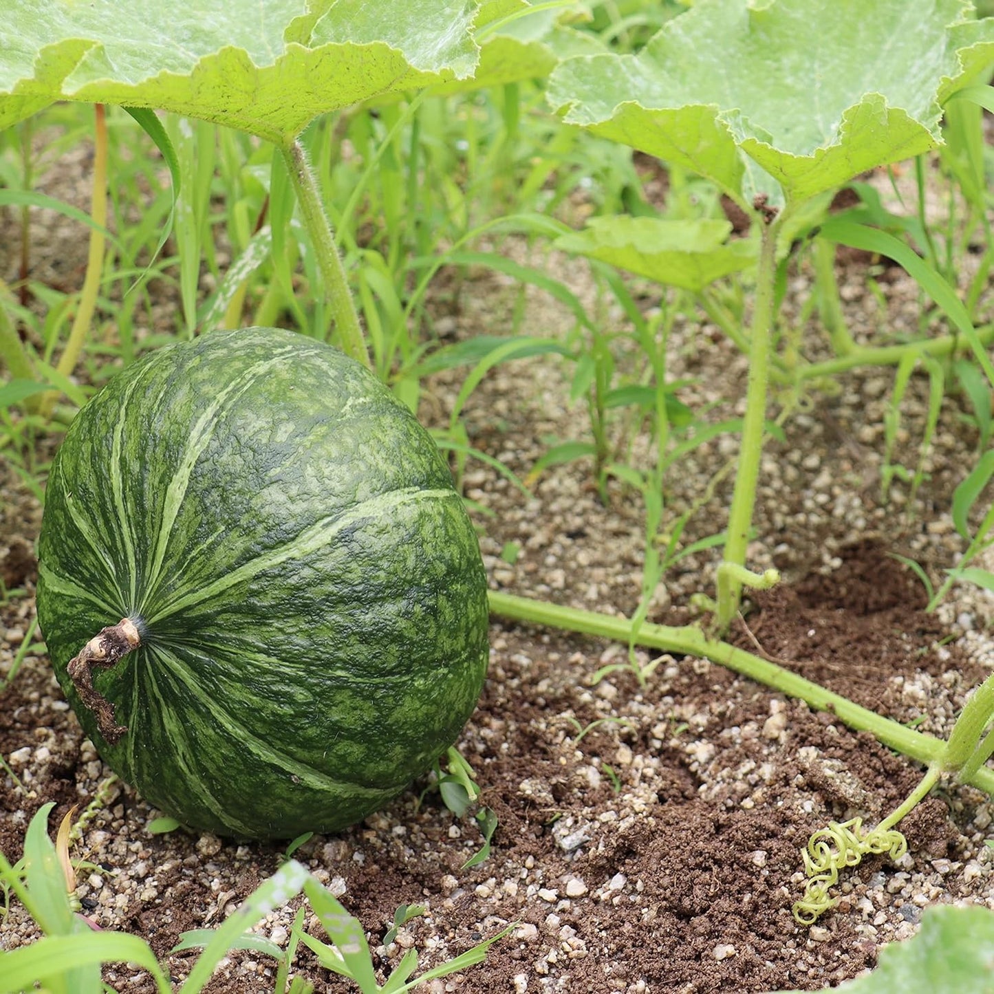 20 JAPANESE GREEN PUMPKIN SEEDS - Kabocha - Open Pollinated, Heirloom