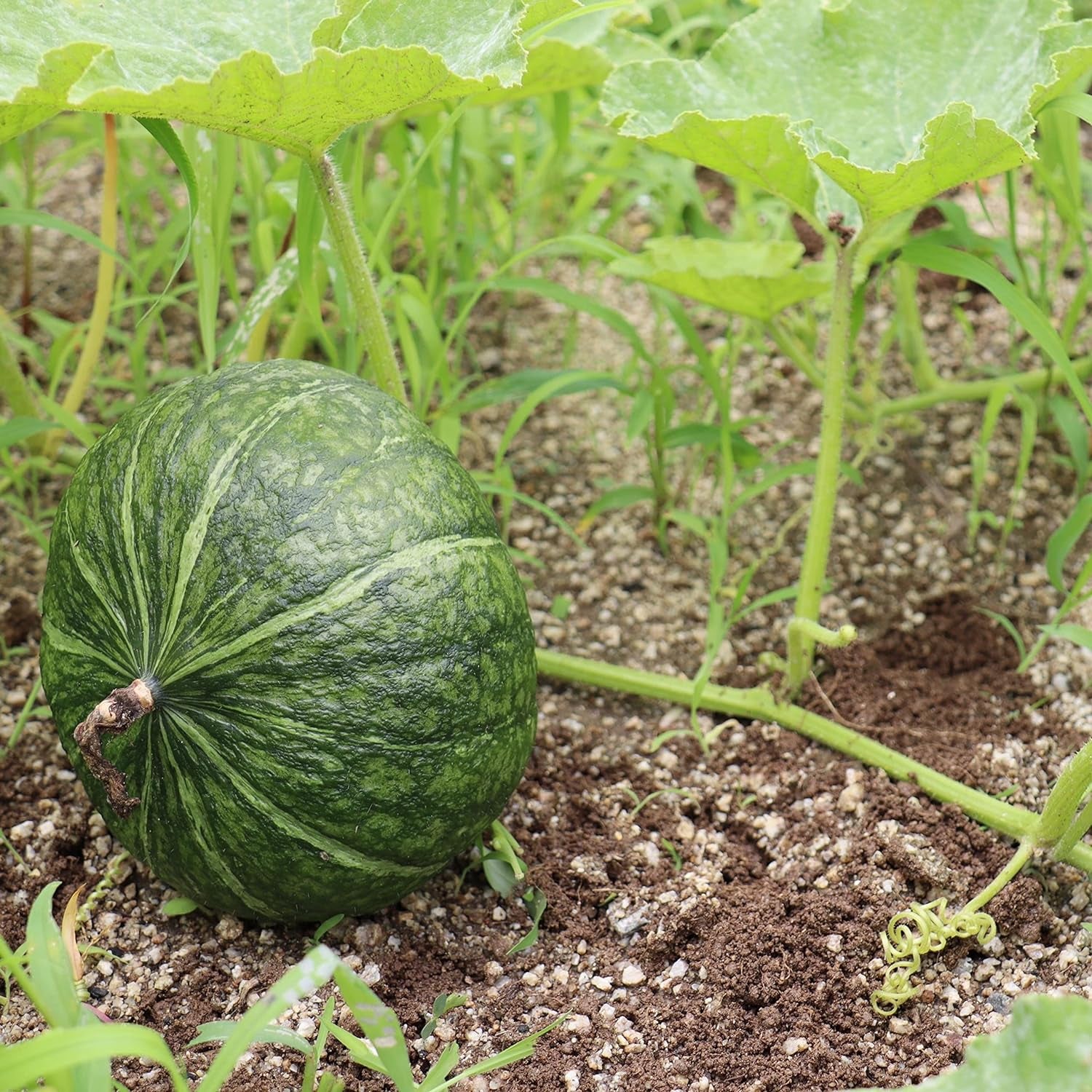 20 JAPANESE GREEN PUMPKIN SEEDS - Kabocha - Open Pollinated, Heirloom