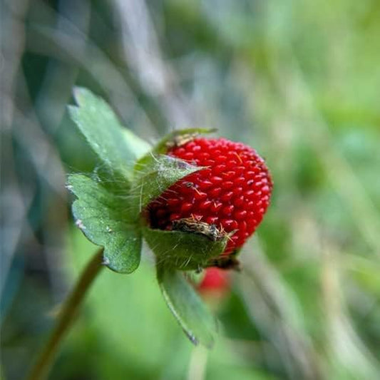 100+ Seeds Alpine Strawberry Berry- Fragaria Vesca - Fast Growing Plant - for Your Garden