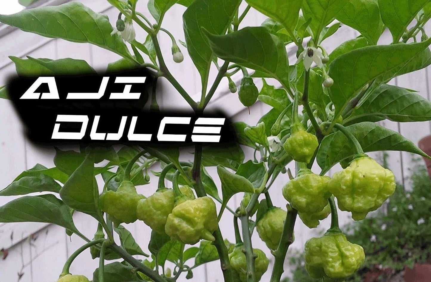 AJI DULCE #1 ,Pepper Seeds,Known as Ajicitoo,Aji Gustoso,Ají Cachucha & Sweet (25 Seeds)